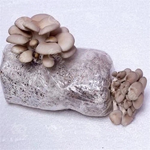 Mushroom Substrate Bagger
