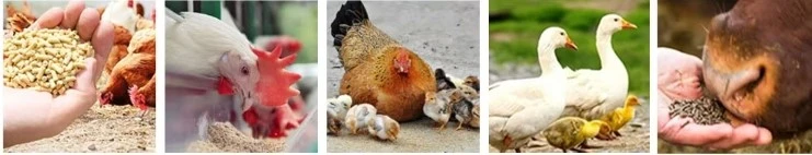 chicken duck food chicken duck food